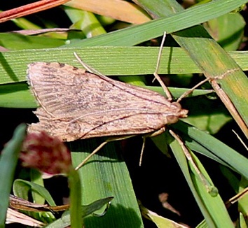 Snout Moth