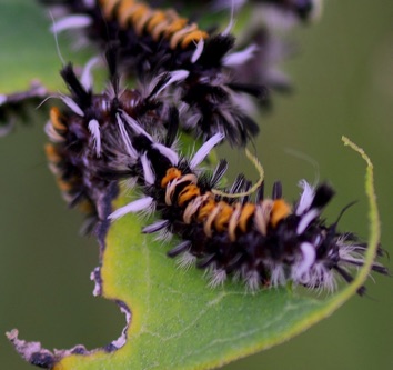 Milkweed Tiger Moth
Euchaetes eagle