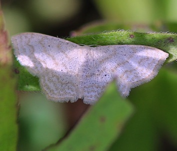 Gem Moth
Orthonama spp.