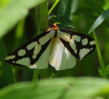 Confused Haploa Moth
Haploa confusa