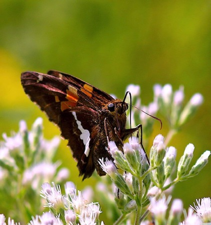 Silver-spotted Skipper
Epargyreus clarus