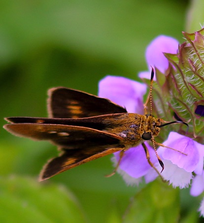 Sedge Skipper
Euphyes dion