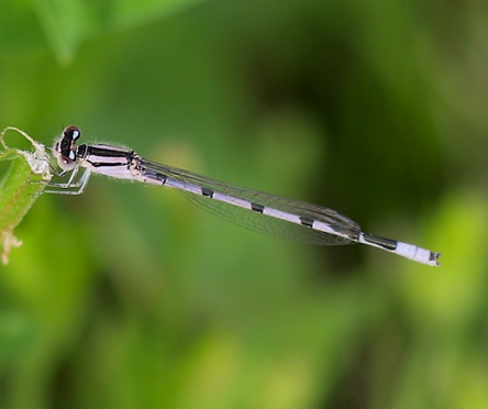 Familiar Bluet
Enallagma civile