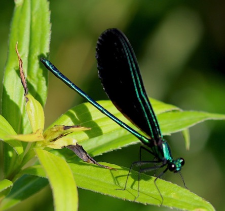 Ebony Jewelwing (male)
Calopteryx maculata