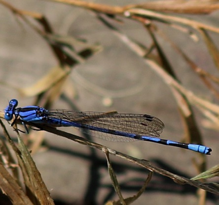 Tule Bluet
Enallagma carunculatum