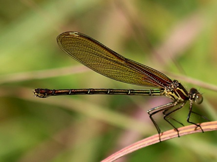 American Rubyspot (female)
Hetaerina americana