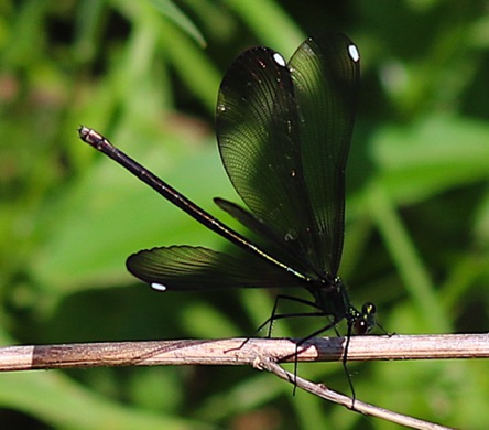 Ebony Jewelwing (female)
Calopteryx maculata