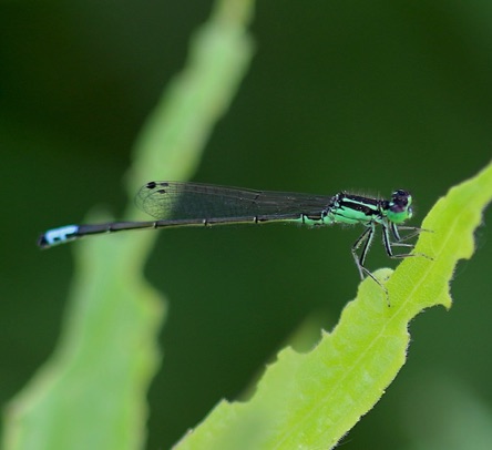 Eastern Forktail (male)
Ischnura verticals