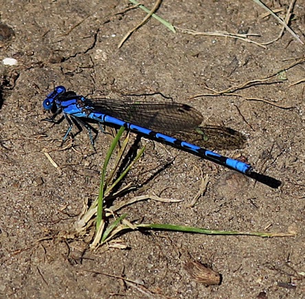 Springwater Dancer *
Argia plana