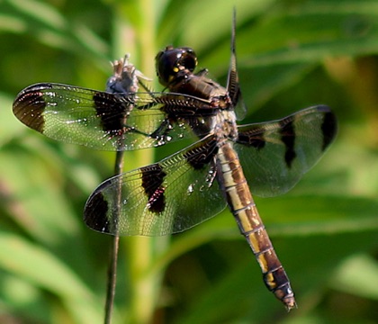 Twelve-spotted Skimmer
Libellule pulcella