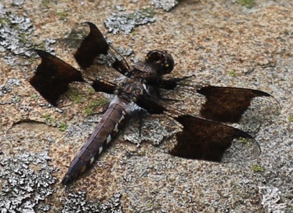 Common Whitetail (male)
Plathemis lydia