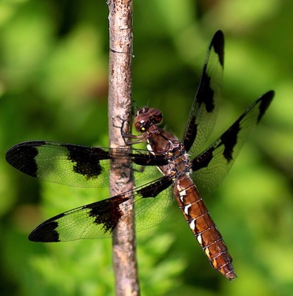 Common Whitetail (female)
Plathemis lydia