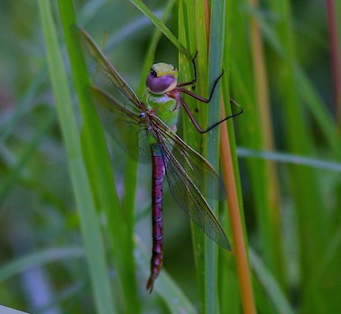 Common Green Darner
Anax junius