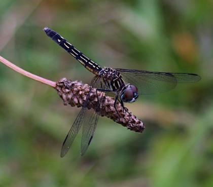 Blue Dasher 
Pachydiplax longipennis