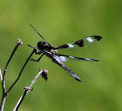 Twelve-spotted Skimmer (male)
Libellule pulcella