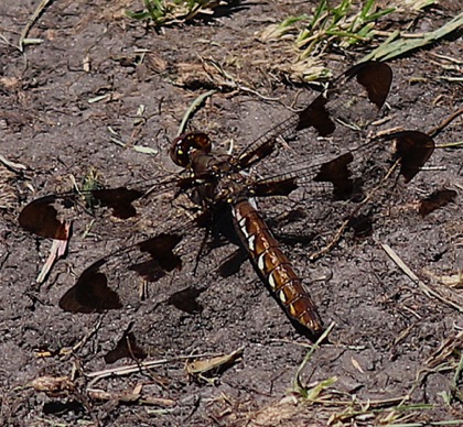 Common Whitetail (female)
Plathemis lydia