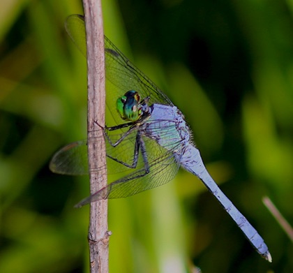 Eastern Pondhawk
Erythemis simplicicollis