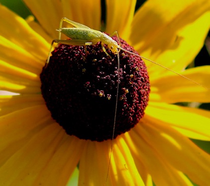 Narrow-winged Tree Cricket
Oecanthus nives