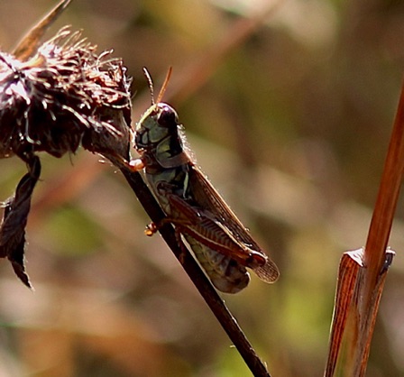 Red-legged Grasshopper
Melanoplus femurrubrum