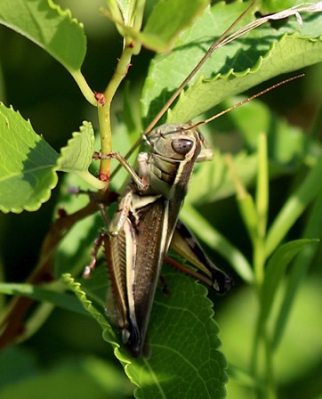 Short-horned Grasshopper
Melanopluis femurrubrum