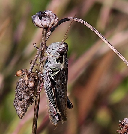 Short-horned Grasshopper
Melanopluis femurrbrum