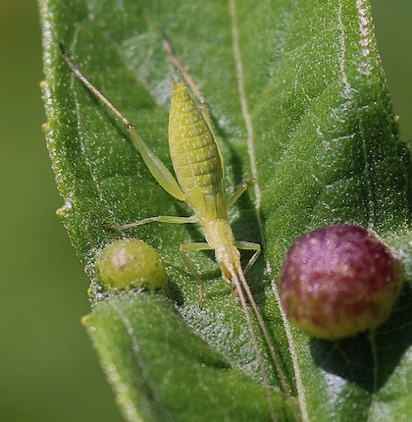 Common Tree Cricket Immature
Oecanthus forces?