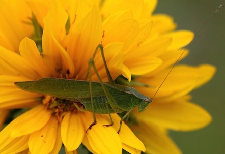 Bush Katydid, Bush Cricket
Scuderia pistillate or cuirvicauda