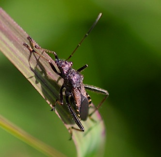 Broad-headed Bug.jpg