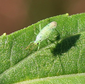 Green Plant Bug