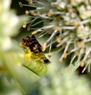 Ambush Bug.jpg