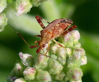 Clouded Plant Bug.jpg