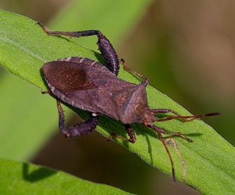 Helmeted Squash Bug.jpg