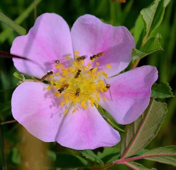 Eight Small Flower Flies
on Prairie Rose