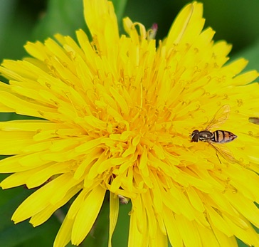 Margined Calligrapher *
Toxomerus marginatus