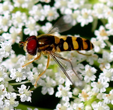 Black-margined Flower Fly *
Syrphus opinator