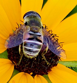 Yellow-shouldered Drone Fly *
Eristalis stipator