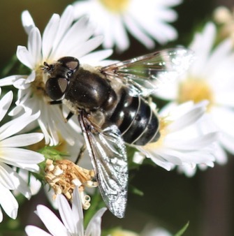 Black-shouldered Drone Fly *
Eristalis dimidiata