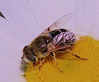 European Drone Fly *
Eristalis arbustorum