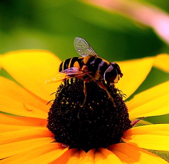 Transverse Flower Fly *
Eristalis transversa