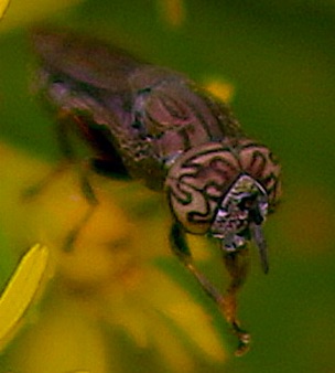 Wavy Mucksucker *
Orthonevra nitida