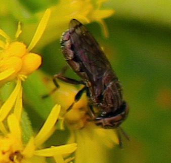 Wavy Mucksucker *
Orthonevra nitida