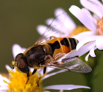 European Drone Fly *
Eristalis arbustorum