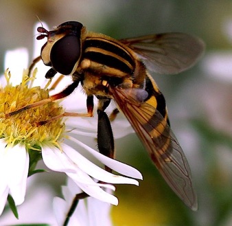 Narrow-headed Marsh Fly *
Helophilus fasciatura