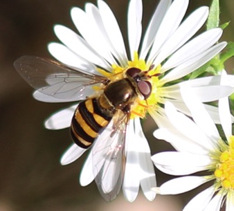 Flower Fly
Syrphus rectus