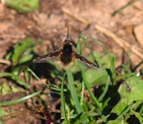 Major Bee Fly *
Bombylius major