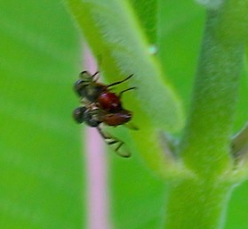 Green Headed Signal Fly
Unknown