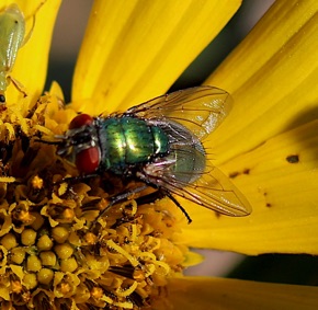 Green Bottle Fly *
Lucilia sericita