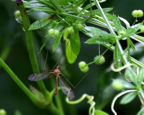 Tiger Crane Fly.jpg