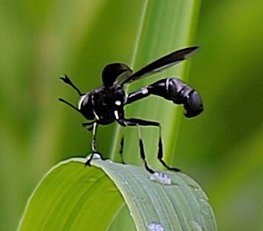 Thick-headed Fly *
Physocephala tibialis