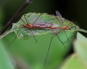 Large Crane Fly